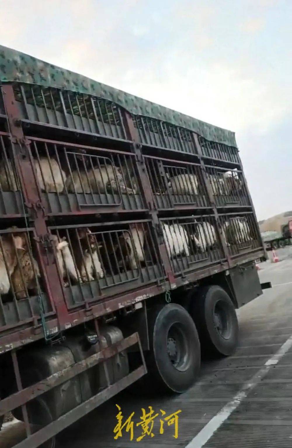 江苏养殖户称543只羊运到贵州遭羊贩盗卖<strong></p>
<p>万人币圈</strong>,当地警方立案又撤案,镇政府:双方合作养羊,账目存在分歧引发纠纷