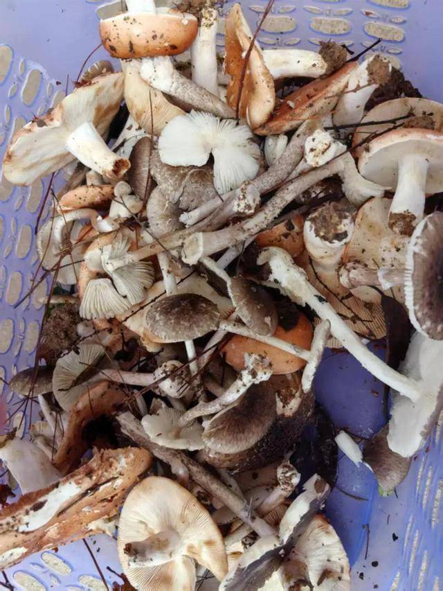 湖南一家6口误食毒蘑菇<strong></p>
<p>币圈世界</strong>,5岁男童不幸去世