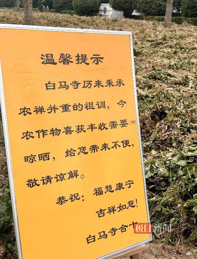 印乐方丈管理下的白马寺:僧人顶着高温种地<strong></p>
<p>btx币</strong>,义工称寺里秉承农禅并重