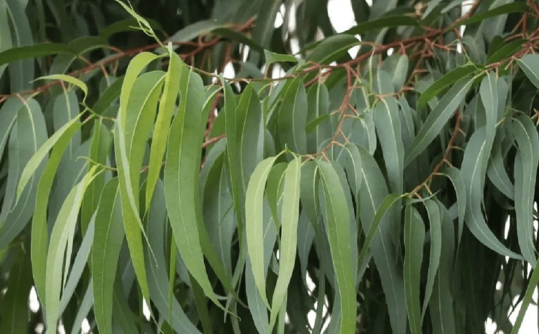 超6000例<strong></p>
<p>btx币</strong>！仍在新增！或发展成慢性病及有后遗症！上海华山医院：这些驱蚊产品没用！