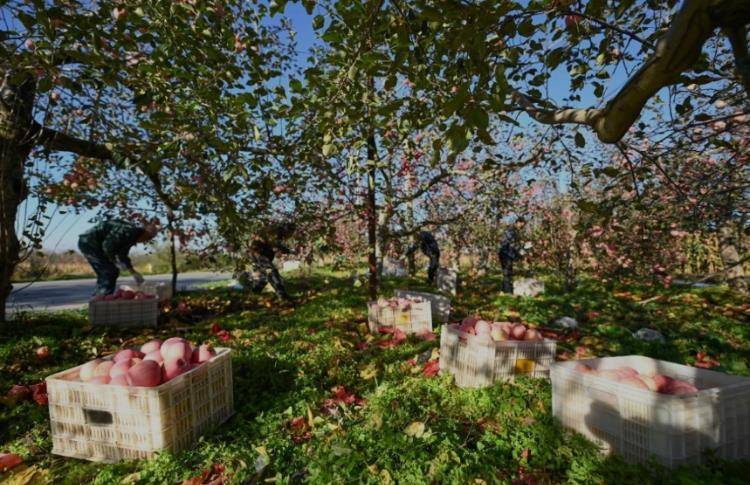 赵露思陷“假助农”风波后<strong></p>
<p>混币圈</strong>,陕西一村干部回应:确有企业进村收“冰雹果”,价格比正常果低