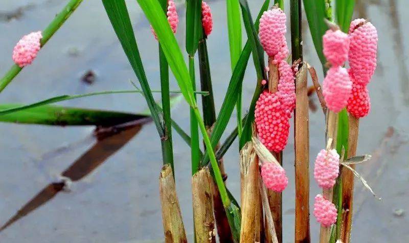 别吃！寄生虫多达6000条！浙江一地大量出现<strong></p>
<p>炒币必备软件</strong>，看到立刻上报