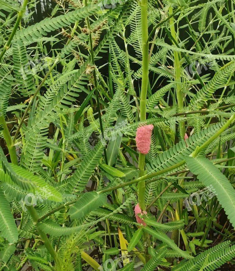 别吃！寄生虫多达6000条！浙江一地大量出现<strong></p>
<p>炒币必备软件</strong>，看到立刻上报