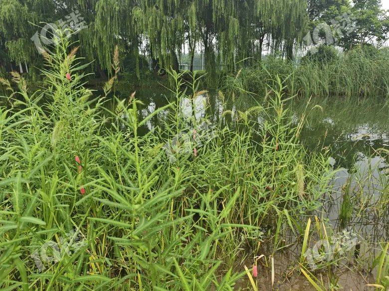 别吃！寄生虫多达6000条！浙江一地大量出现<strong></p>
<p>炒币必备软件</strong>，看到立刻上报