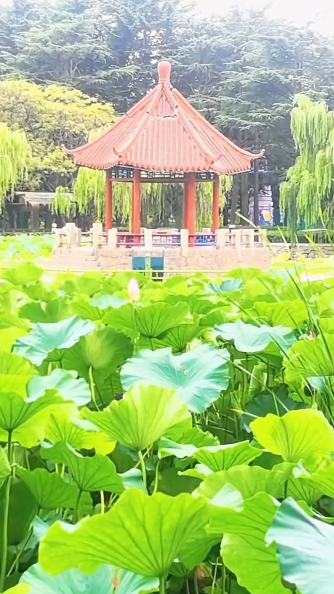 青岛中山公园一凉亭突然倒塌:一年前刚完成修缮<strong></p>
<p>网络币还能交易</strong>,园方称无伤亡原因待查