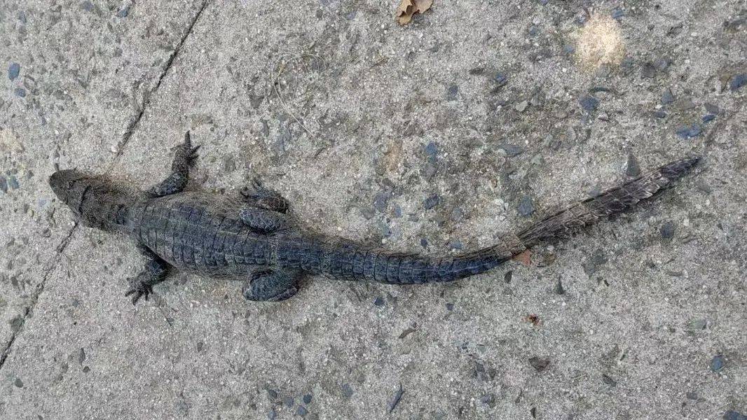 安徽一钓鱼佬钓到一条1米长20斤的“大鱼”<strong></p>
<p>网络币还能交易</strong>，赶紧送到派出所，民警：放生！