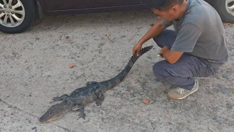 安徽一钓鱼佬钓到一条1米长20斤的“大鱼”<strong></p>
<p>网络币还能交易</strong>，赶紧送到派出所，民警：放生！