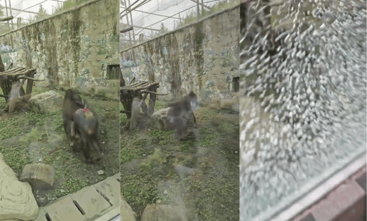 成都动物园山魈“暴走”用石头砸碎馆舍玻璃<strong></p>
<p>智能炒币软件</strong>,园方:属实,将评估是否移除小石头