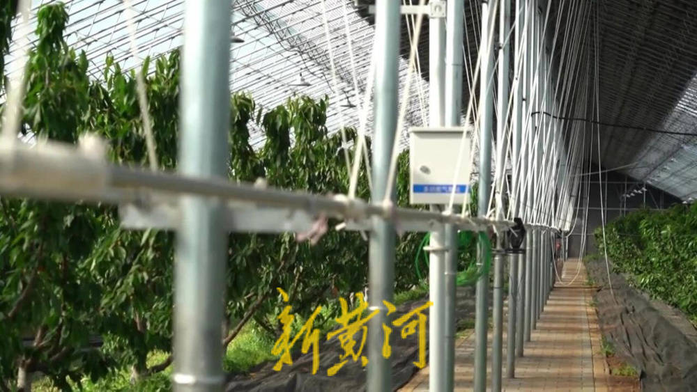 潍坊临朐:30.77 亿元<strong></p>
<p>帮呗币价格</strong>!“红玛瑙”大樱桃何以成乡村振兴“甜蜜引擎”