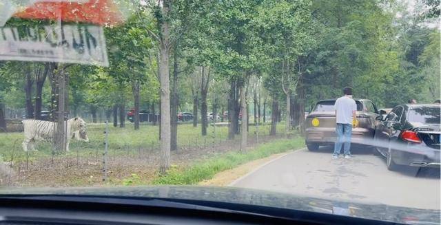 惊险!野生动物园内<strong></p>
<p>帮呗币价格</strong>,两车剐蹭,车主下车沟通老虎一旁围观