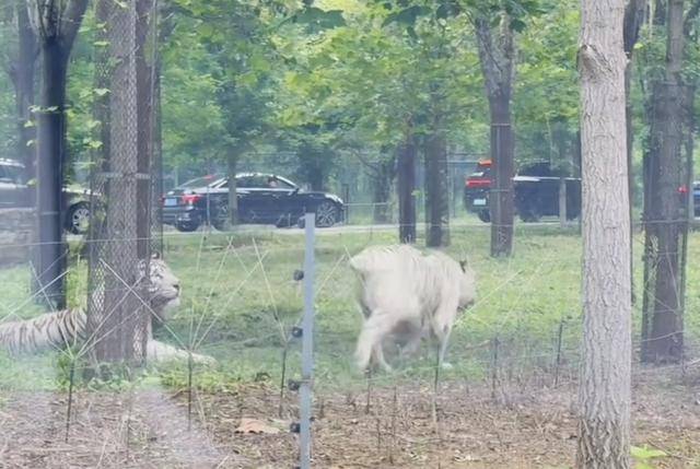 惊险!野生动物园内<strong></p>
<p>帮呗币价格</strong>,两车剐蹭,车主下车沟通老虎一旁围观
