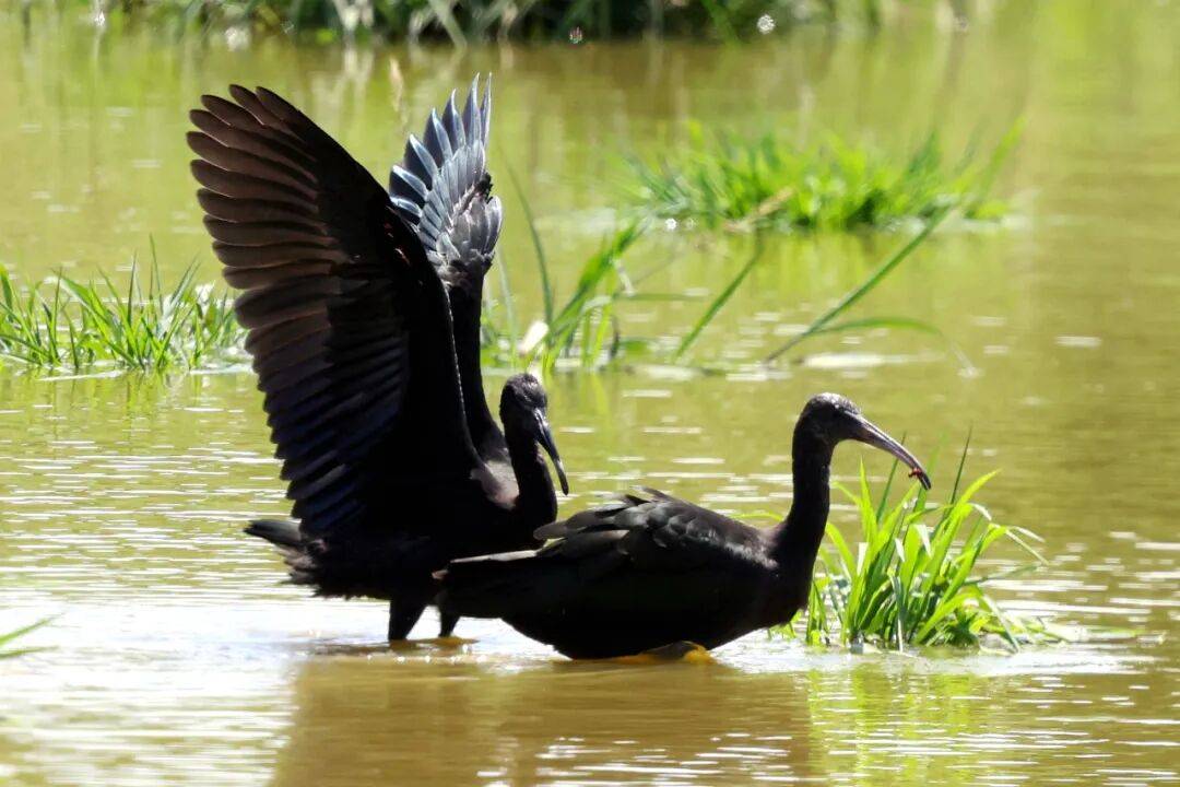 突破45只<strong></p>
<p>炒币子</strong>！