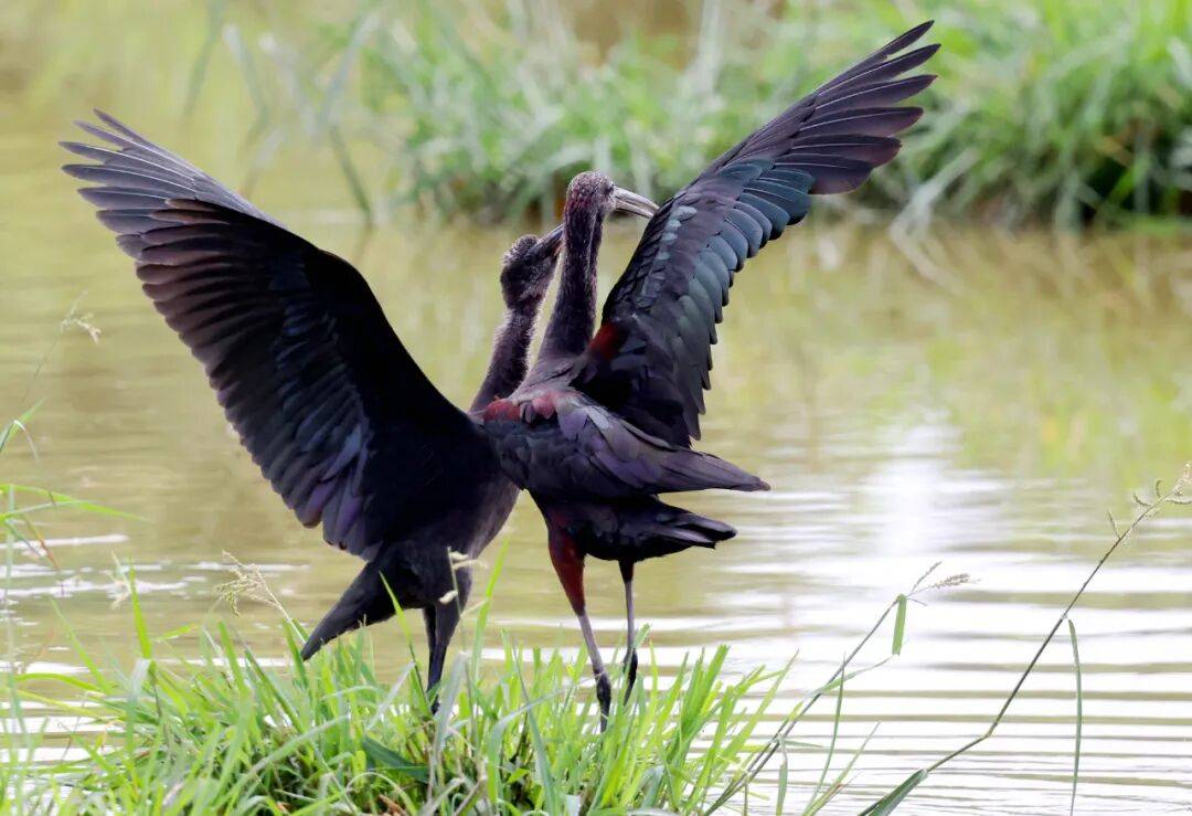 突破45只<strong></p>
<p>炒币子</strong>！