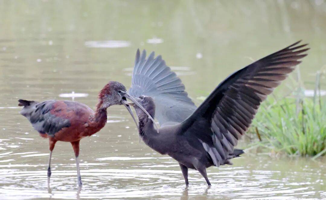 突破45只<strong></p>
<p>炒币子</strong>！