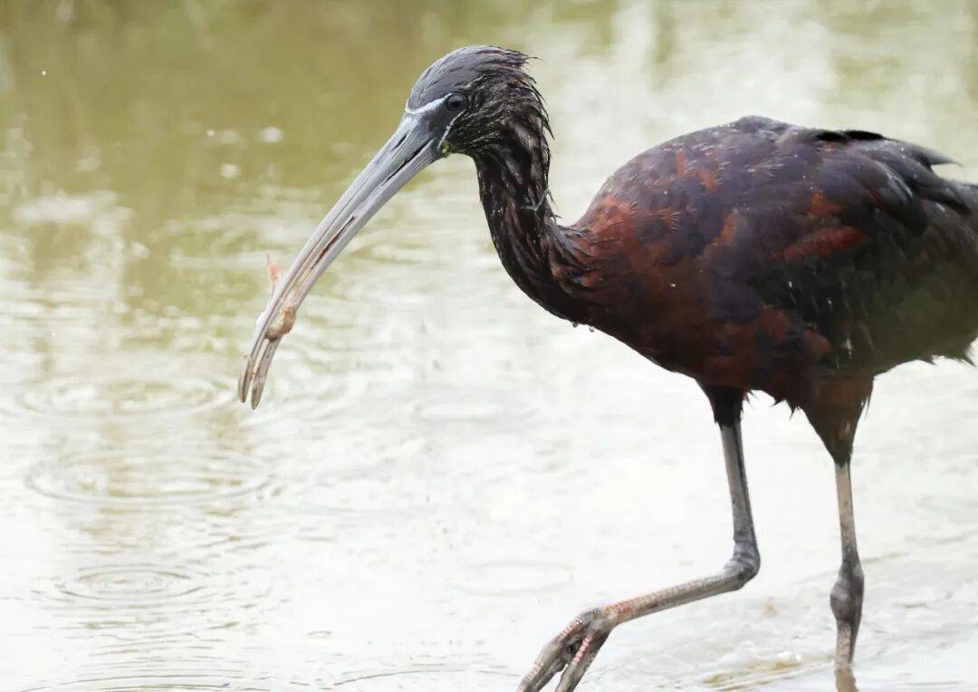 突破45只<strong></p>
<p>炒币子</strong>！