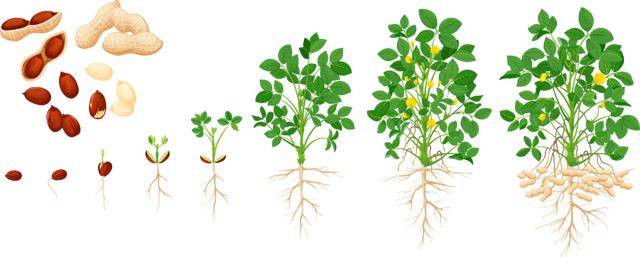 “花生上树”闹剧：AI翻车背后<strong></p>
<p>炒币交易软件</strong>，我们都在弄丢常识？