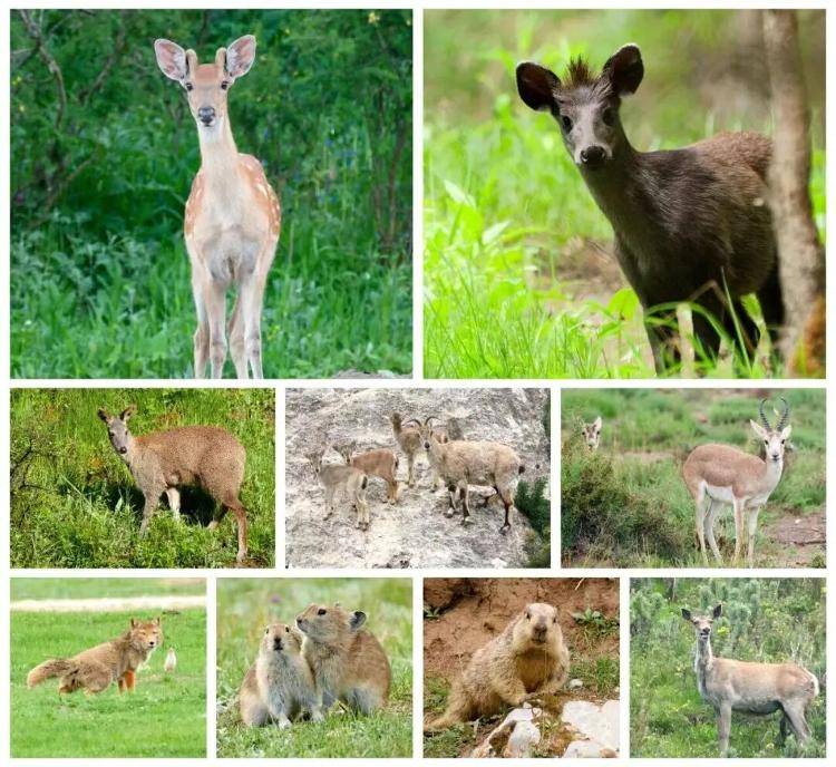 “感谢大家支持我大闹天宫……”蔡国强烟花秀现场感言视频披露<strong></p>
<p>引力币</strong>,又遭质疑!