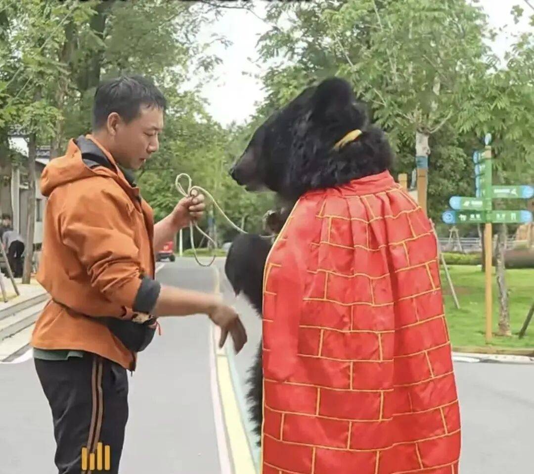 安徽一动物园黑熊披袈裟站立引游客质疑<strong></p>
<p>引力币</strong>,工作人员:是真熊,人工饲养易出现仿人行为