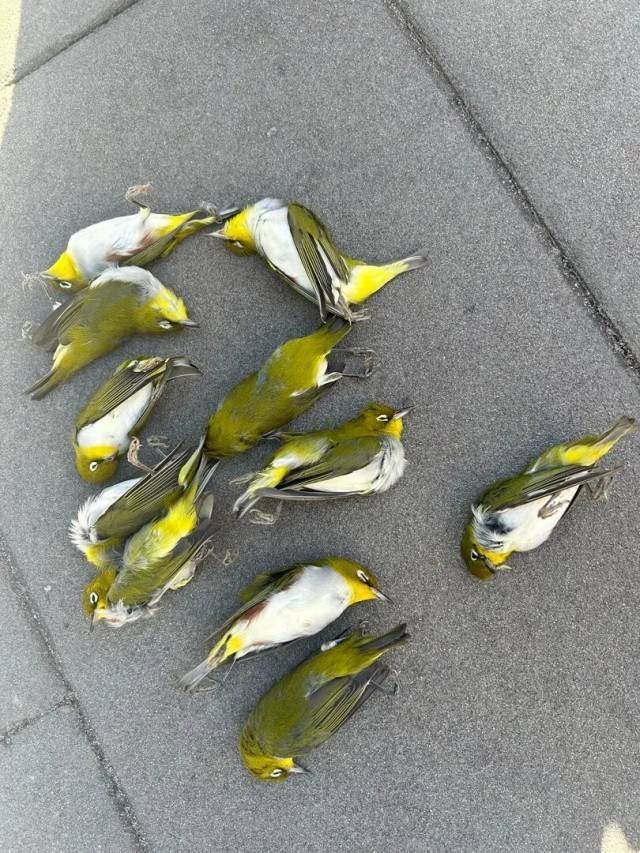 北京一座大厦楼下躺了14只鸟<strong></p>
<p>cbb炒币吧</strong>，12只已死亡！元凶竟是玻璃