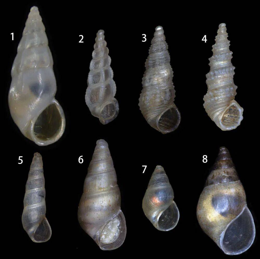 云南抚仙湖发现淡水螺1新属8新种<strong></p>
<p>麦奇币行情</strong>！