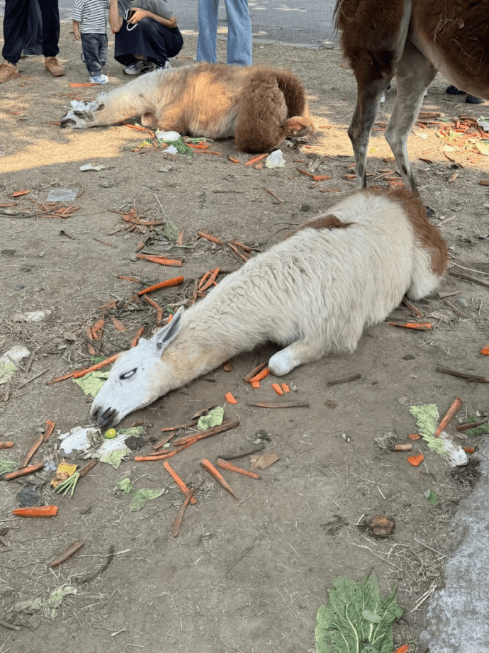 网友称南通一动物园羊驼被投喂吃撑倒地翻白眼<strong></p>
<p>炒币培训</strong>,园方回应:确实是吃饱了,“不会撑死,旁边有饲养员在观察”