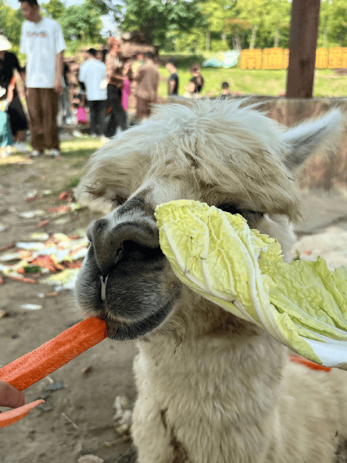 网友称南通一动物园羊驼被投喂吃撑倒地翻白眼<strong></p>
<p>炒币培训</strong>,园方回应:确实是吃饱了,“不会撑死,旁边有饲养员在观察”