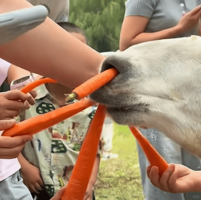 网友称南通一动物园羊驼被投喂吃撑倒地翻白眼<strong></p>
<p>炒币培训</strong>,园方回应:确实是吃饱了,“不会撑死,旁边有饲养员在观察”
