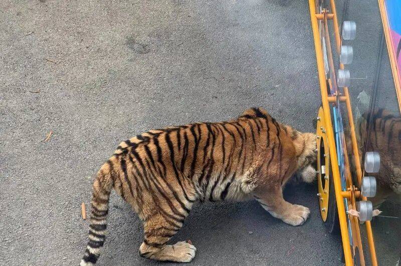 动物园观光车压碎老虎下巴<strong></p>
<p>币圈老沈</strong>？园方：初步检查未发现重大伤情