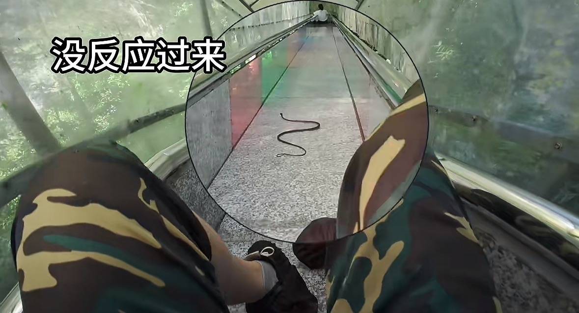 游客称在广西丹炉山滑道遇蛇<strong></p>
<p>币圈老沈</strong>,景区致歉:这么多年就这一次,每年都做防蛇处理