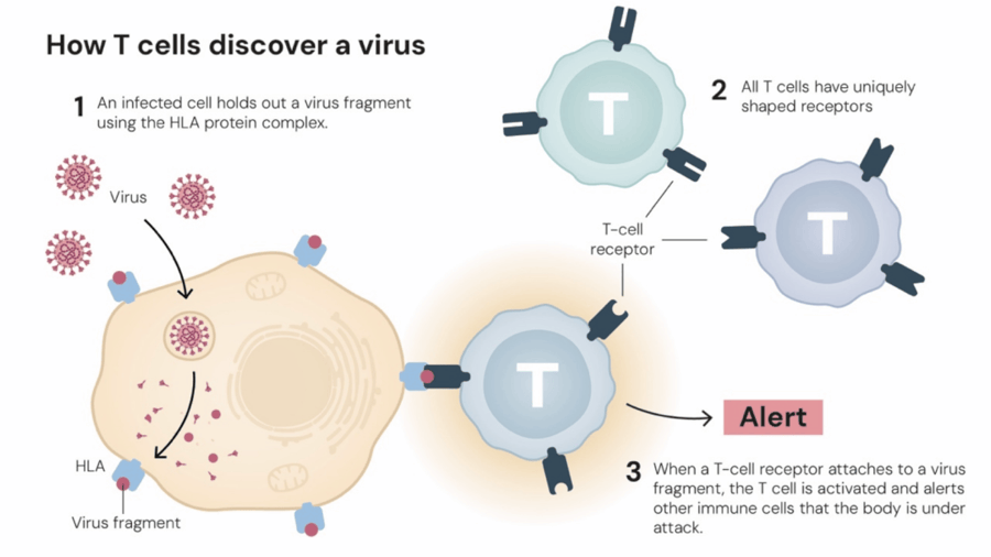 这个诺奖迟到了30年<strong></p>
<p>币圈老沈</strong>!三位科学家揭示免疫系统如何避免“自相残杀”