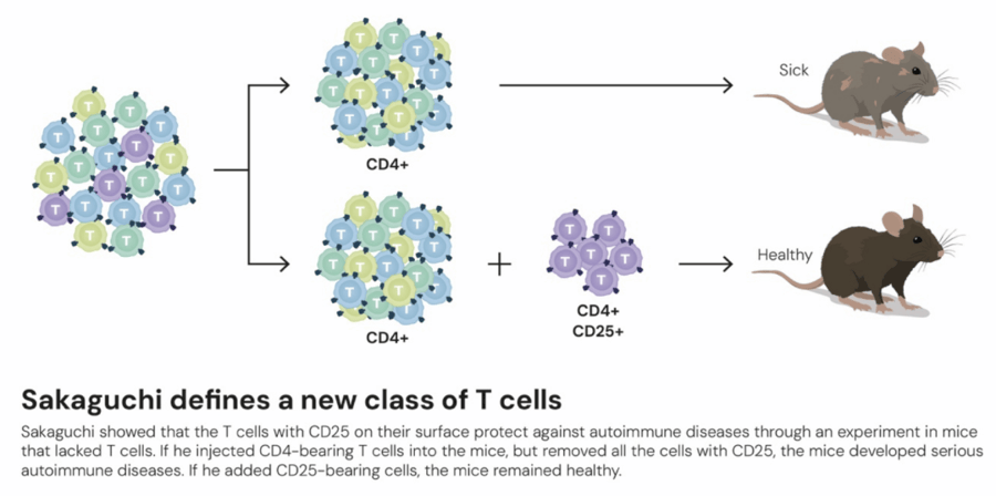 这个诺奖迟到了30年<strong></p>
<p>币圈老沈</strong>!三位科学家揭示免疫系统如何避免“自相残杀”