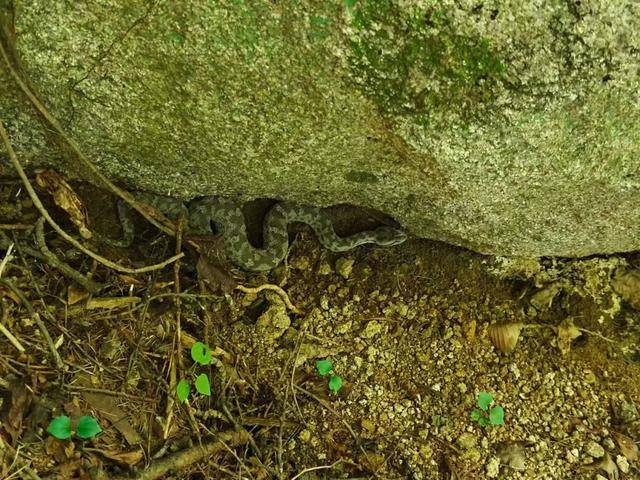 青岛大叔挖水沟发现一窝尖头毒蛇<strong></p>
<p>币圈搬砖套利</strong>,专家:系本地红脖颈槽蛇,毒性弱咬伤概率低