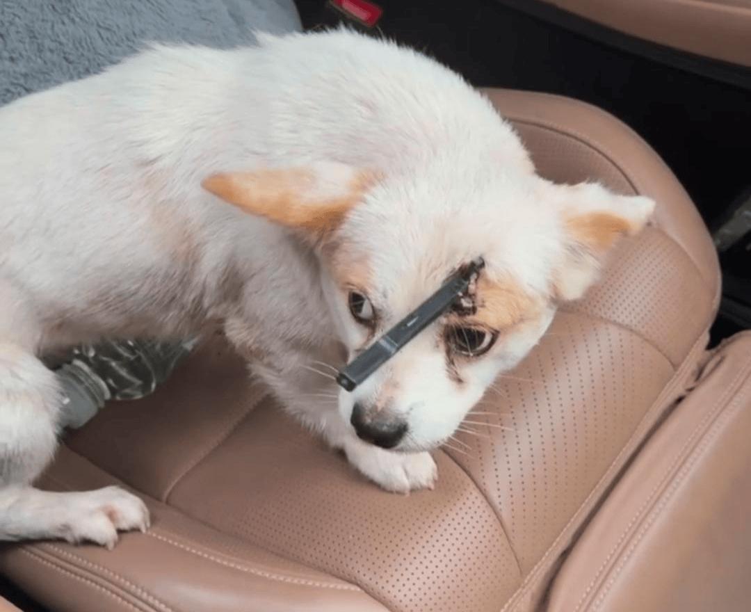 教育局回应“一教师用弓箭射杀小狗”:不实<strong></p>
<p>币圈搬砖套利</strong>,小狗进学校前就被射伤