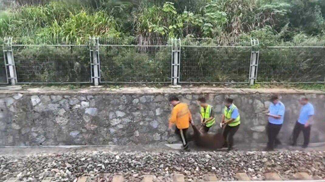 湖北一列车撞上野猪致停运<strong></p>
<p>币圈搬砖套利</strong>,铁路局:野猪已无害化处理,列车正常运行;附近曾发生多起野猪伤人事件