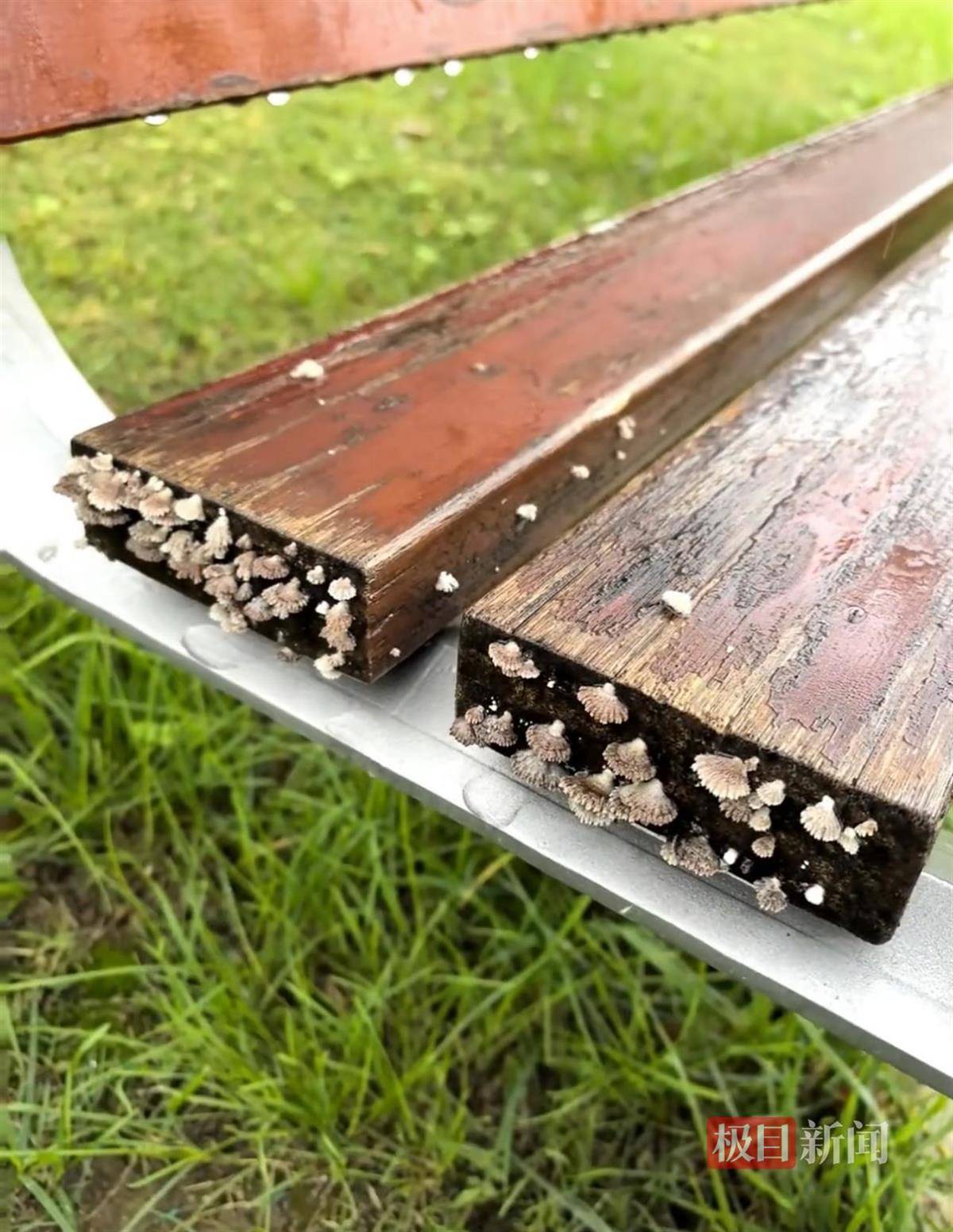 西安连续一个多月降雨遍地长蘑菇<strong></p>
<p>吹牛币</strong>,大雁塔受潮,城墙布满青苔,气象局解释成因