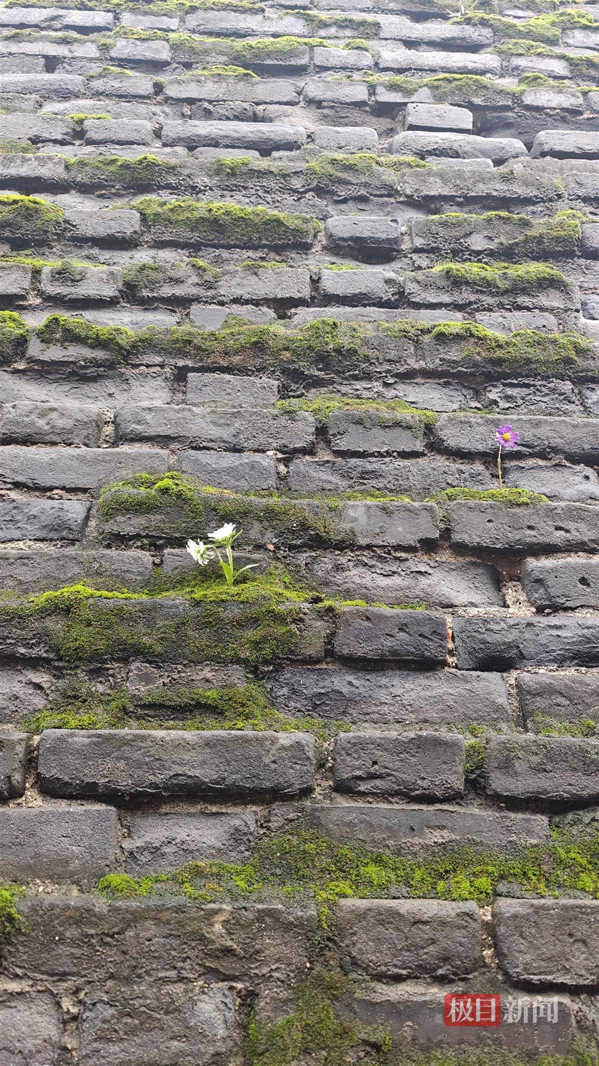 西安连续一个多月降雨遍地长蘑菇<strong></p>
<p>吹牛币</strong>,大雁塔受潮,城墙布满青苔,气象局解释成因