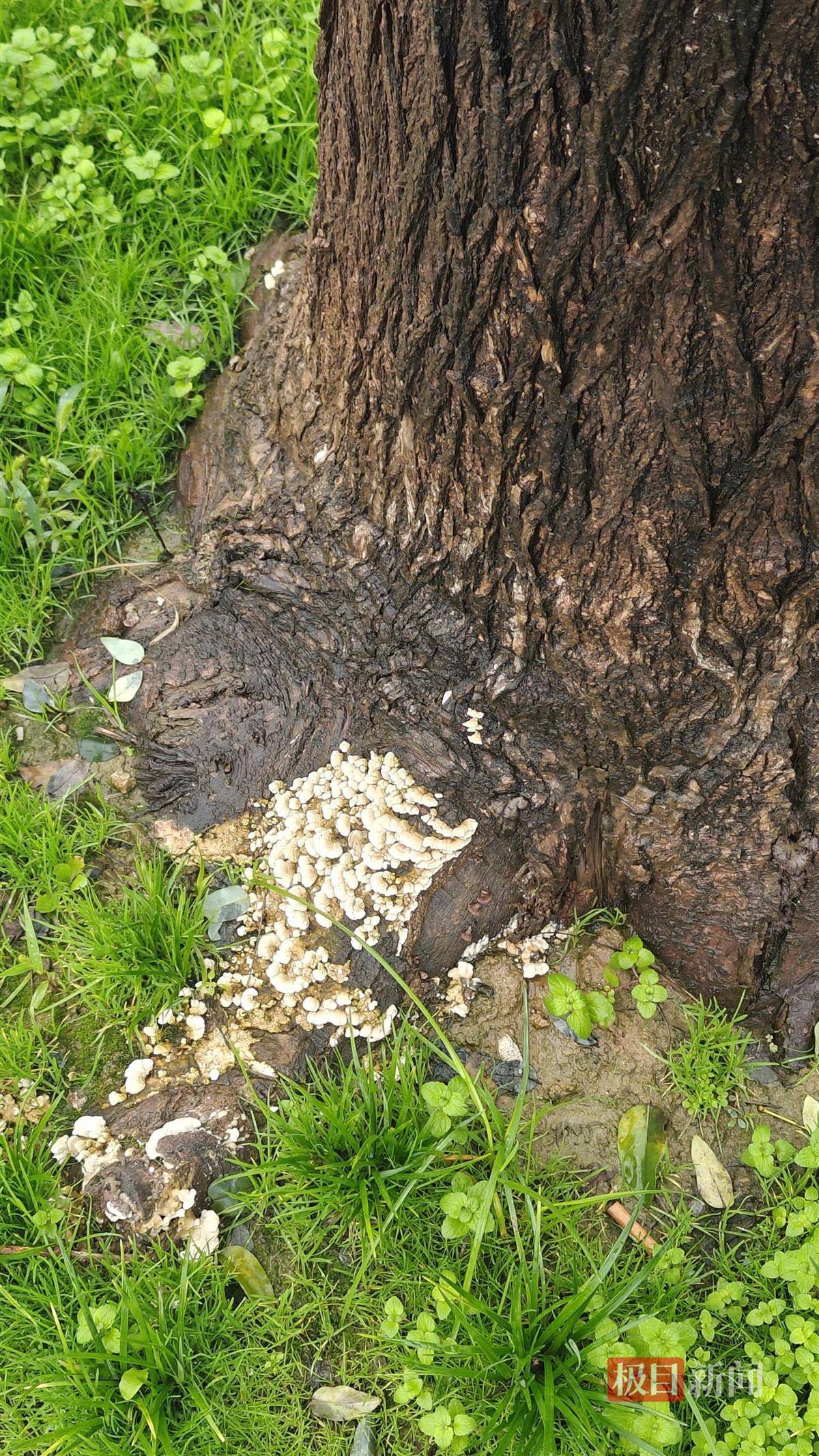 西安连续一个多月降雨遍地长蘑菇<strong></p>
<p>吹牛币</strong>,大雁塔受潮,城墙布满青苔,气象局解释成因