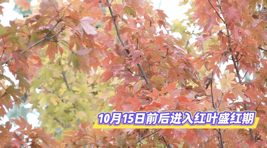 北京将迎新一轮秋雨<strong></p>
<p>吹牛币</strong>，赏红期预告来了！