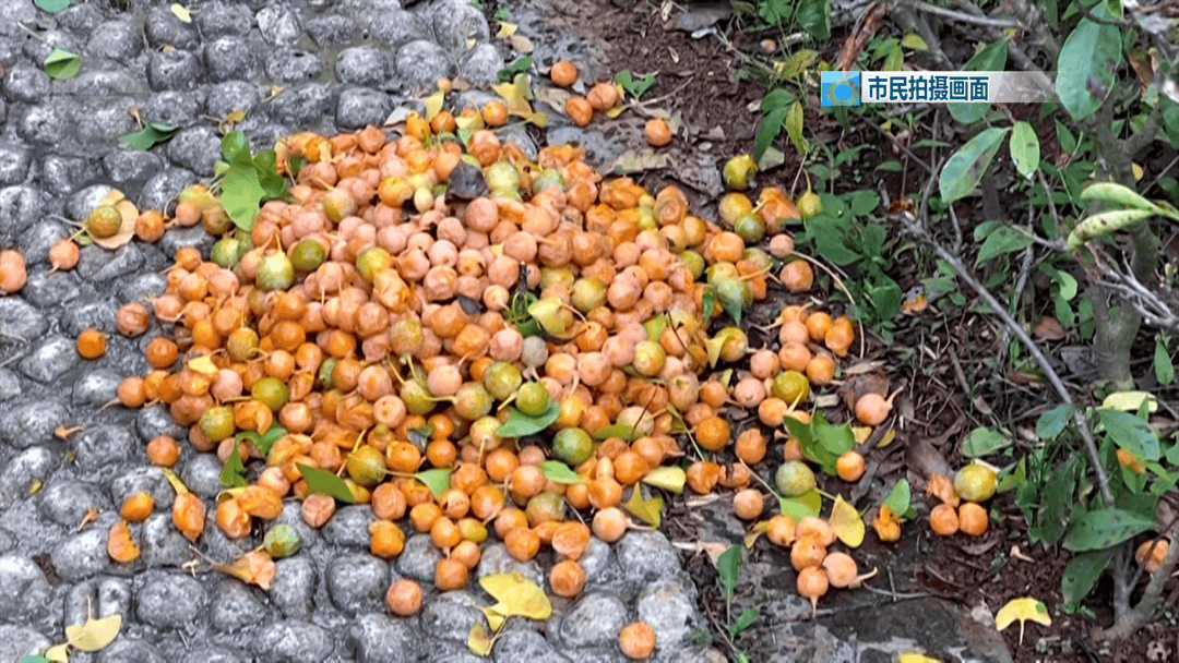 不要捡<strong></p>
<p>吹牛币</strong>！不要吃！昆明街头正大量出现……