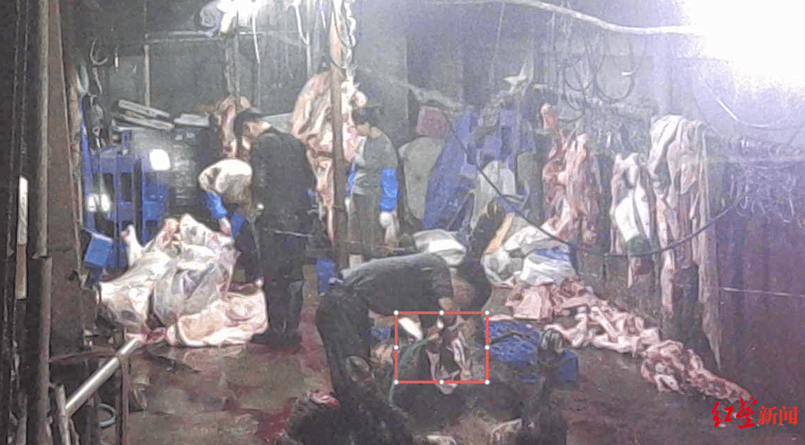 注水牛肉调查:屠宰场藏身农家院<strong></p>
<p>国币网</strong>,深夜切开牛胸注水数分钟,牛肉连夜送批发市场