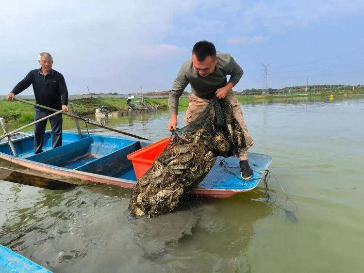 武汉江夏一地大闸蟹大量上市<strong></p>
<p>币圈常见问题</strong>，日产1000斤当天售完，每只螃蟹有自己的“身份证”，吃深海小黄鱼长大
