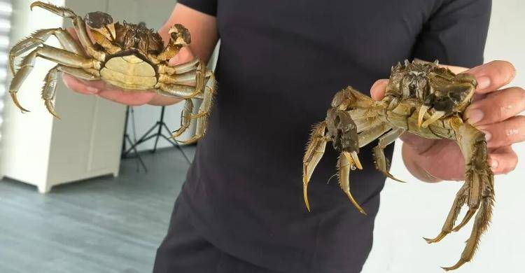 武汉江夏一地大闸蟹大量上市<strong></p>
<p>币圈常见问题</strong>，日产1000斤当天售完，每只螃蟹有自己的“身份证”，吃深海小黄鱼长大