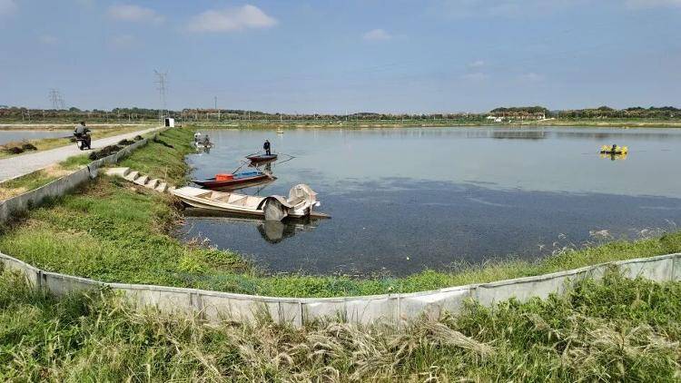 武汉江夏一地大闸蟹大量上市<strong></p>
<p>币圈常见问题</strong>，日产1000斤当天售完，每只螃蟹有自己的“身份证”，吃深海小黄鱼长大