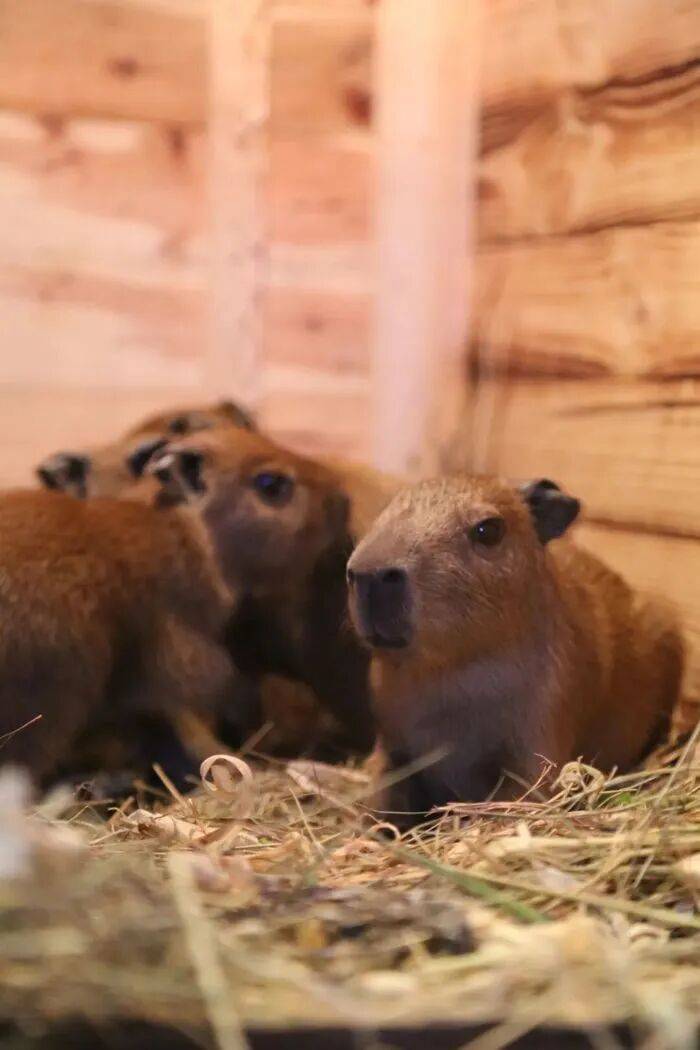 出生1小时就能独立行走<strong></p>
<p>xrp币行情</strong>,济南动物园“果果”和“豚豚”的4只新生幼崽,周末和市民见面