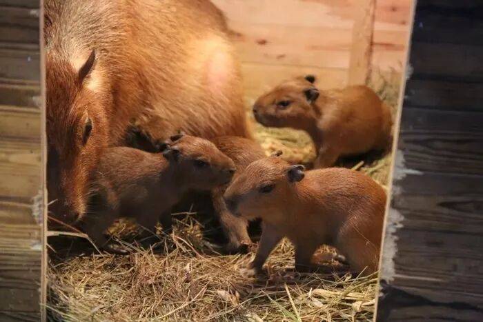 出生1小时就能独立行走<strong></p>
<p>xrp币行情</strong>,济南动物园“果果”和“豚豚”的4只新生幼崽,周末和市民见面