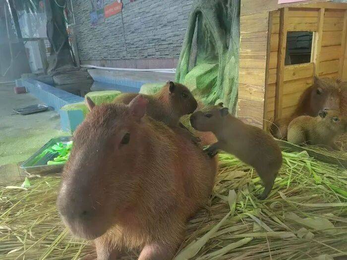 出生1小时就能独立行走<strong></p>
<p>xrp币行情</strong>,济南动物园“果果”和“豚豚”的4只新生幼崽,周末和市民见面