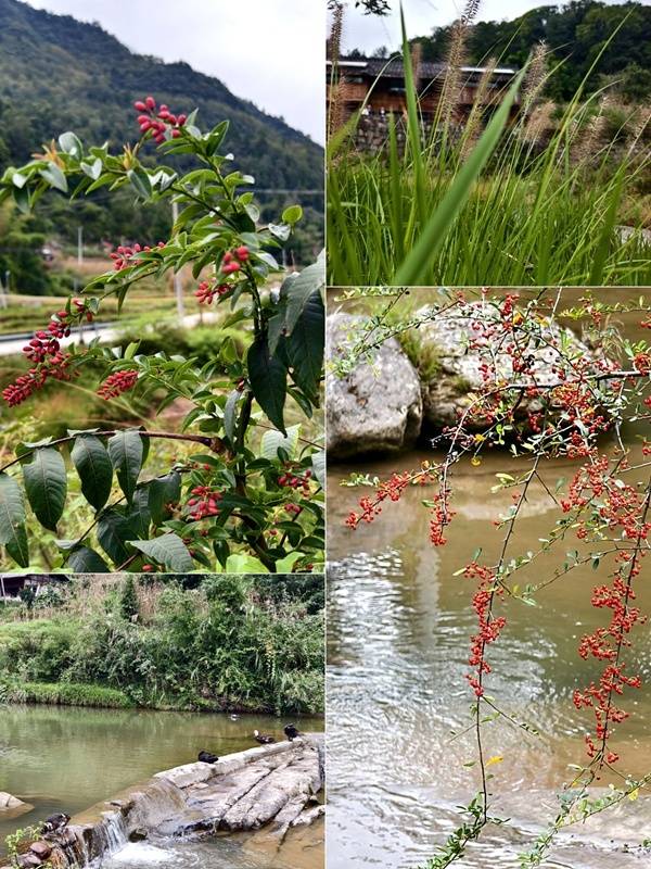 推窗见梯田<strong></p>
<p>柚子币行情</strong>！梧桐山民宿：把日子过成诗