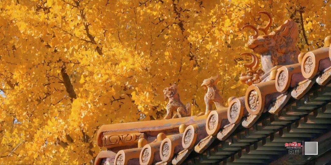 银杏金黄！铺满焦作的秋天！