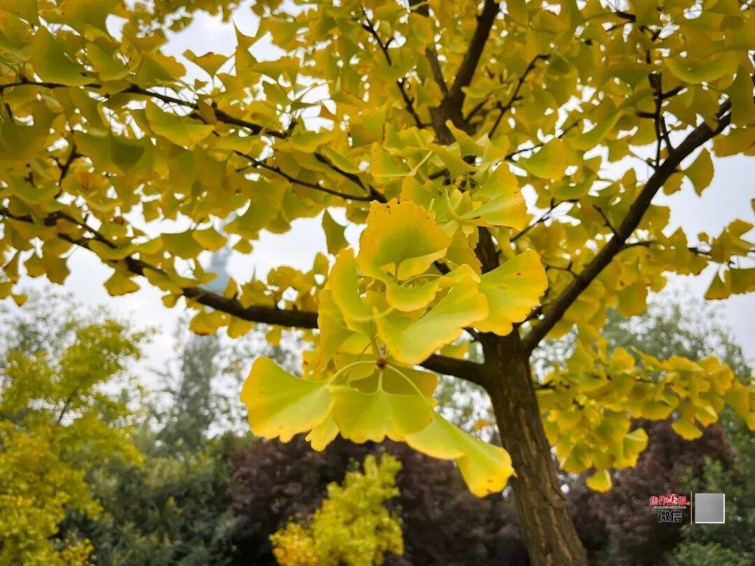 银杏金黄<strong></p>
<p>ccr炒币</strong>！铺满焦作的秋天！