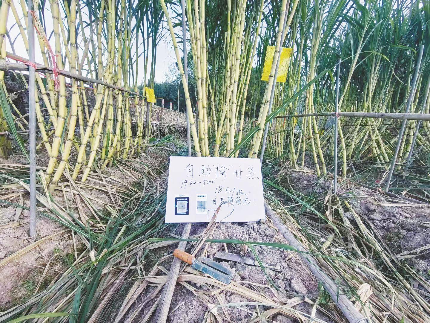 浙江一“可偷甘蔗地”成打卡点<strong></p>
<p>源币网</strong>,上百网友深夜体验,80后“地主”:已收偷款6千元